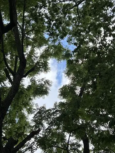 Nature's frame for a perfect sky.